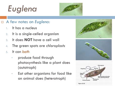  Euglena: A Single-Celled Wonder That Photosynthesizes and Swims with a Whip!