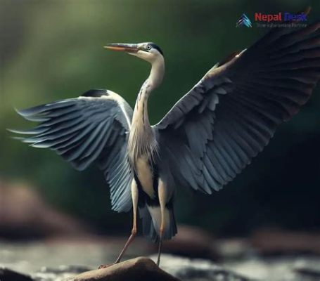  Grey Heron –  Üstün bir avcı ve su kenarının zarif bir heykeli!