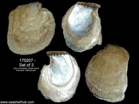  Isognomon! An Ancient Mollusk Hiding Exquisite Pearls Within Its Sturdy Shell