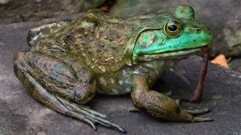  Zambezi Suckermouth Frog: This Underwater Vacuum Cleaner is the Epitome of Eat and Be Eaten