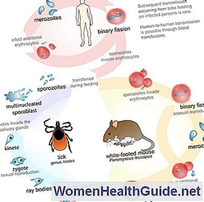  Babesia: Bu Küçük Parazit Neden Büyük Bir Sorun Oluşturabilir?