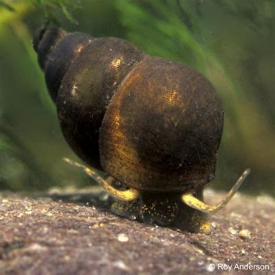  Bithynia Snail: An Unassuming Host Hiding a World of Tiny Troublemakers!