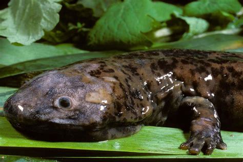  Giant Salamander: Bu Yeryüzünde Gizemli Bir Hayalet Gibi Dolaşan Büyük Bir Amfibi!