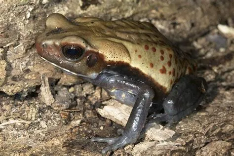  Guyana Toad: An Amphibious Marvel Exhibiting Remarkable Camouflage Abilities And A Voracious Appetite For Insects!