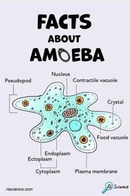  Gymnamoeba!  The Single-Celled Wonder That Dances With Delight