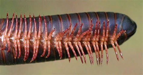 Iberian Millipede! This Curious Creature Roams Through the Night, Searching for Decayed Leaves and Fungi With Its Many Legs.