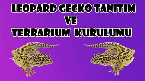  Leopard Gecko: Hayvanlar Aleminin Gizli Kahramanı mı? Sıcak Kanlı Bir Sürüngen mi Yoksa Sessiz Bir Avcı mı?