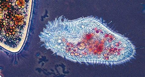  Leptomonas! Bu Mikroskobik Canlı Sıvıların İçinde Yüzüyor ve Parazit Bir Yaşam Sürebiliyor