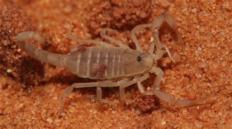  Pseudoscorpion! An Arachnid So Tiny It Might Just Hitch a Ride on Your Eyelash