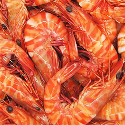  Queensland Giant Prawn:  Bir Denizaltı Değerli Taşı veya Yüksek Kalitede Bir Şölen Sofrası Lezzeti mi?