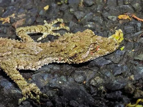  Queensland Leaf-Tailed Gecko: Can This Camouflaged Reptile With An Unexpectedly Large Appetite Become Your Next Exotic Pet?