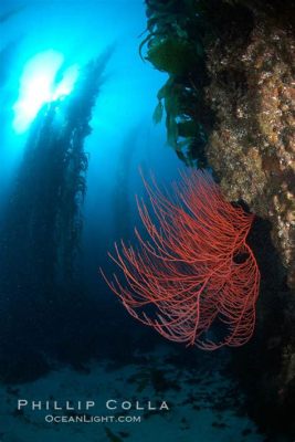  Red Gorgonian:  A Creature that Flourishes Underwater While Radiating Vibrant Hues!