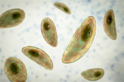  Toxoplasma gondii: Bir Parazitin Gizemli Dünyasına Yolculuk!