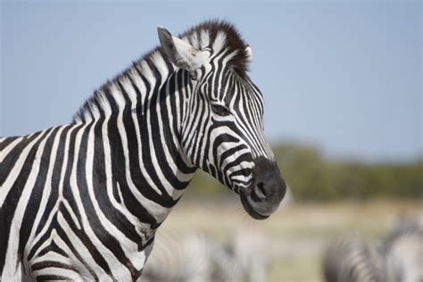  Zebra - Hayvanlar Aleminin Şeritli Güzelliğinden Birinin Gizemli Dünyasına Yolculuk!