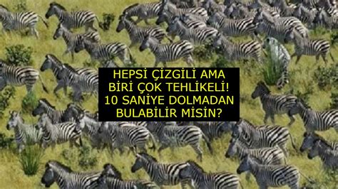  Zebra: Herkesin Sevdiği Çizgili At, Peki Ama Okyanusun Derinliklerine İniyor Mu?